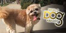 Кто победит на World Dog Awards?